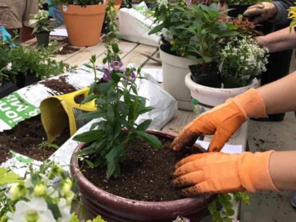 Martini Monday - Houseplant Potting Party, Ginger Martini: February 16, 4-5pm