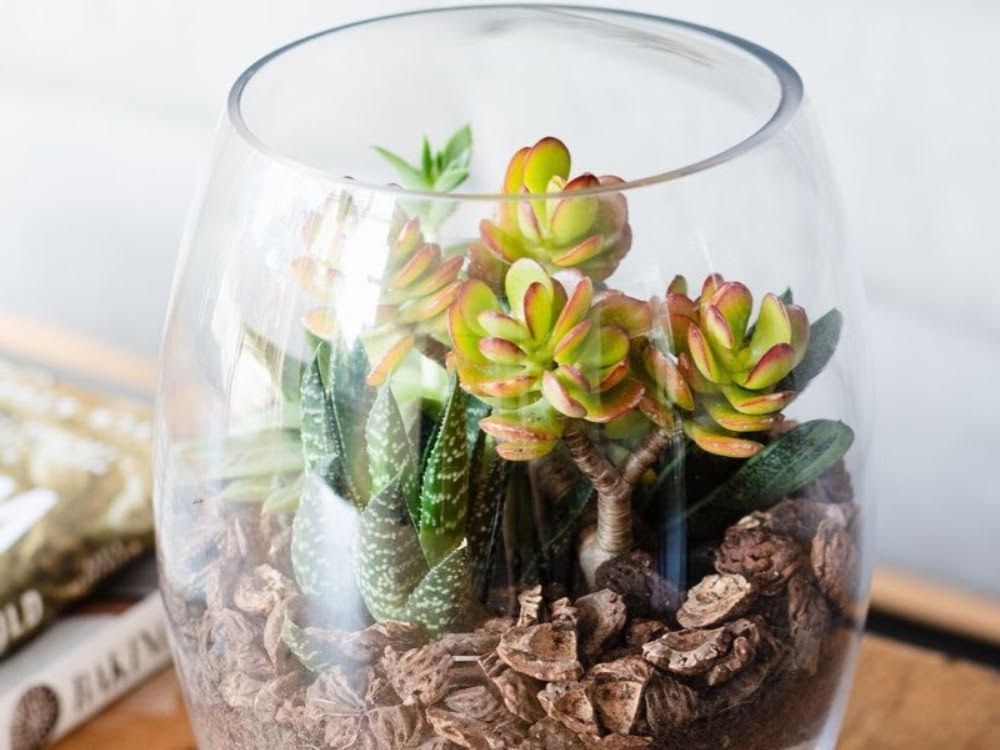 Martini Monday - Terrarium Garden, French Martini: February 23, 4-5pm