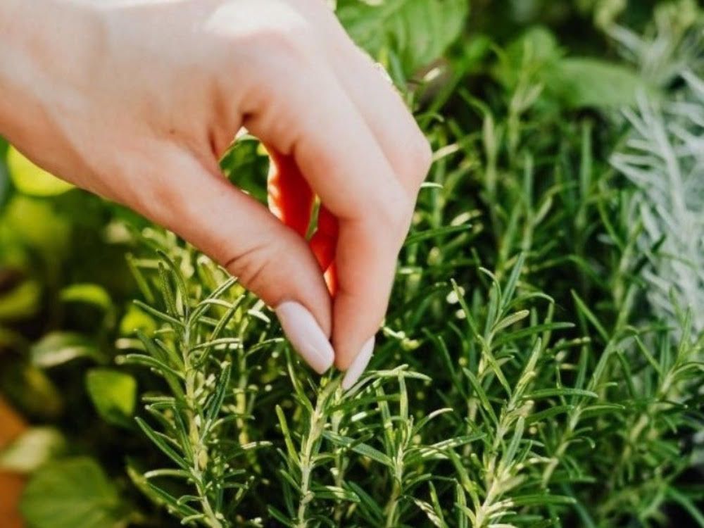 Martini Monday - Herb'n Living with a Basil Gimlet Martini: February 2, 4-5pm