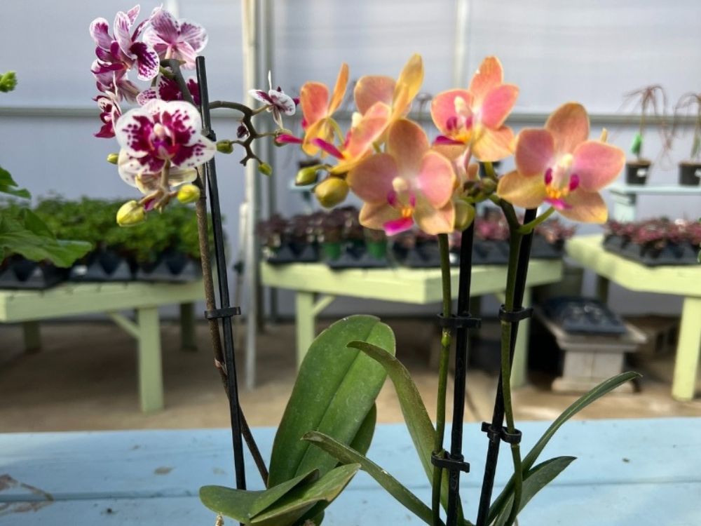 Martini Monday - Valentines & Orchids, Chocolate Martini: February 9, 4-5pm Martini Monday - Valentines & Orchids, Chocolate Martini: February 9, 4-5pm