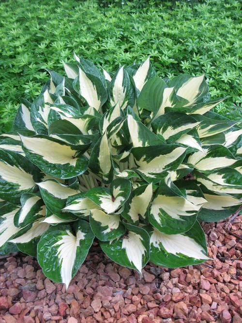Hostas