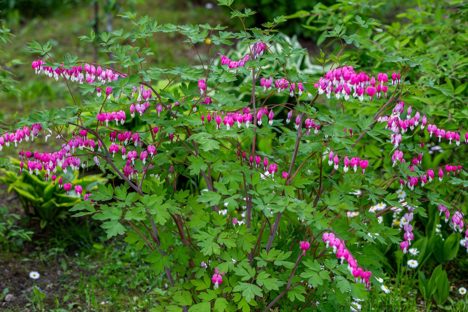 Bleeding Heart (Dicentra) 4+ Eye Tuber