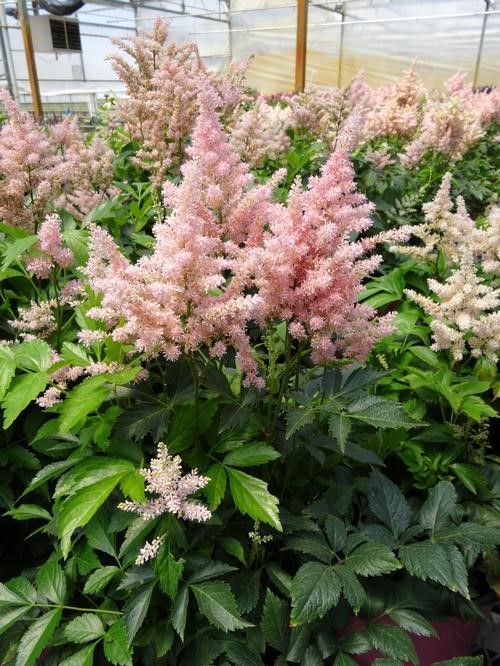 Astilbes