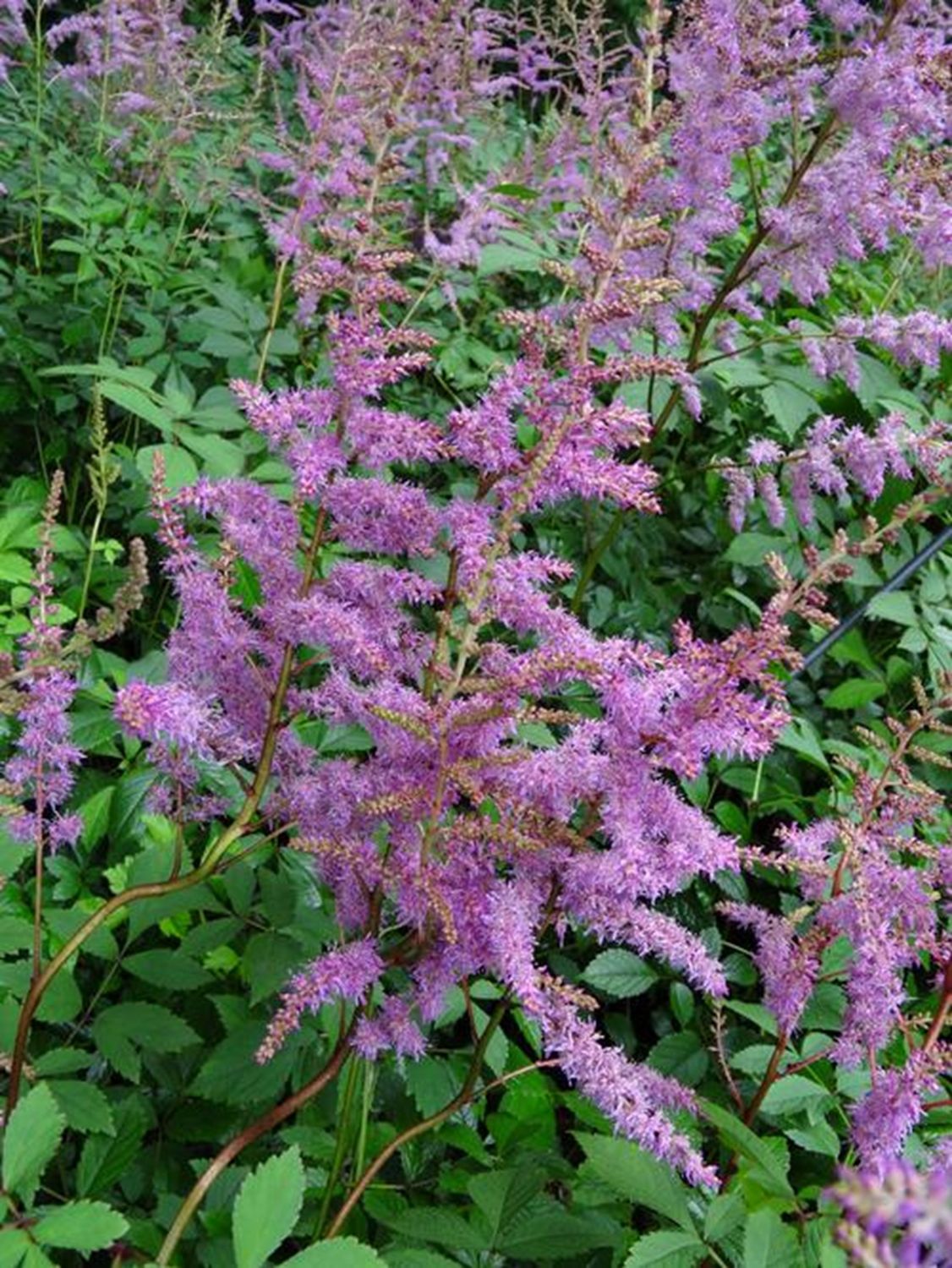 Astilbe arendsii "Amethyst" Tuber