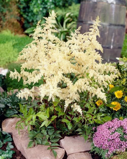 Astilbe arendsii "Bridal Veil" Tuber