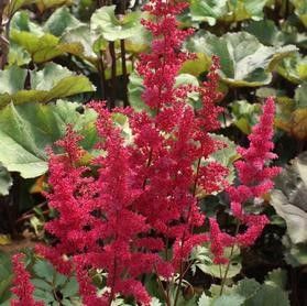 Astilbe arendsii "Fanal" Tuber