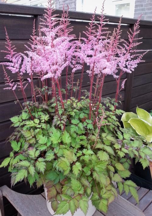 Astilbe Chinensis Delft Lace