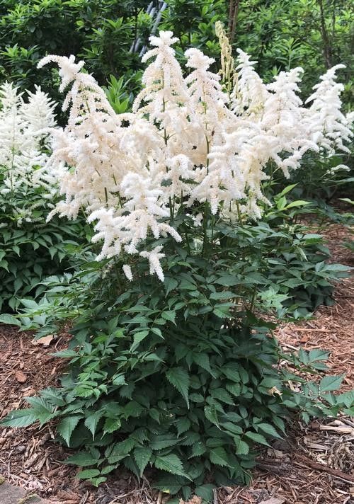 Astilbe japonica 'Deutschland' Tuber