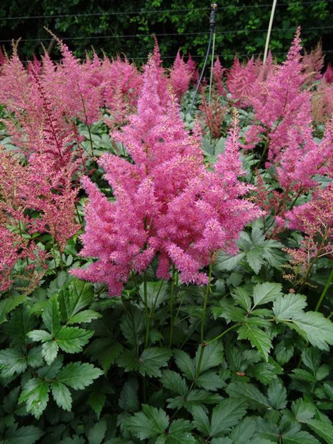 Astilbe japonica 'Rheinland' Tuber