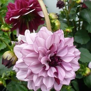 Dahlia Dinnerplate Creme de Cassis Tuber Dahlia Dinnerplate Creme de Cassis Tuber