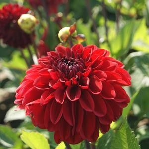 Dahlia Patio GoGo Red Tuber Dahlia Patio GoGo Red Tuber