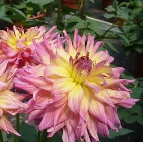Dahlia Patio GoGo Pink & Yellow Tuber Dahlia Patio GoGo Pink & Yellow Tuber