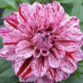 Dahlia Patio GoGo Speckled Pink Tuber Dahlia Patio GoGo Speckled Pink Tuber