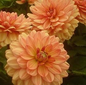 Dahlia Patio GoGo Peach Tuber Dahlia Patio GoGo Peach Tuber