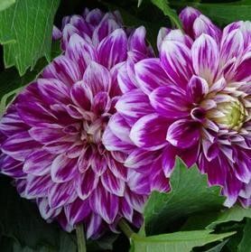 Dahlia Patio GoGo Two Tone Purple/White Tuber Dahlia Patio GoGo Two Tone Purple/White Tuber