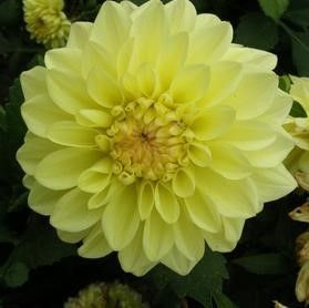 Dahlia Patio GoGo Yellow Tuber Dahlia Patio GoGo Yellow Tuber