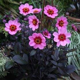 Dahlia Patio Happy Single Wink Tuber Dahlia Patio Happy Single Wink Tuber