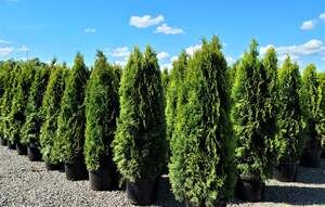 Arborvitae- Emerald Green