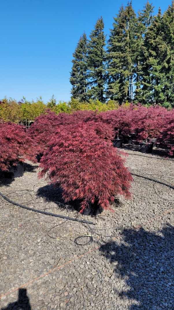 Japanese Maple - Crimson Queen