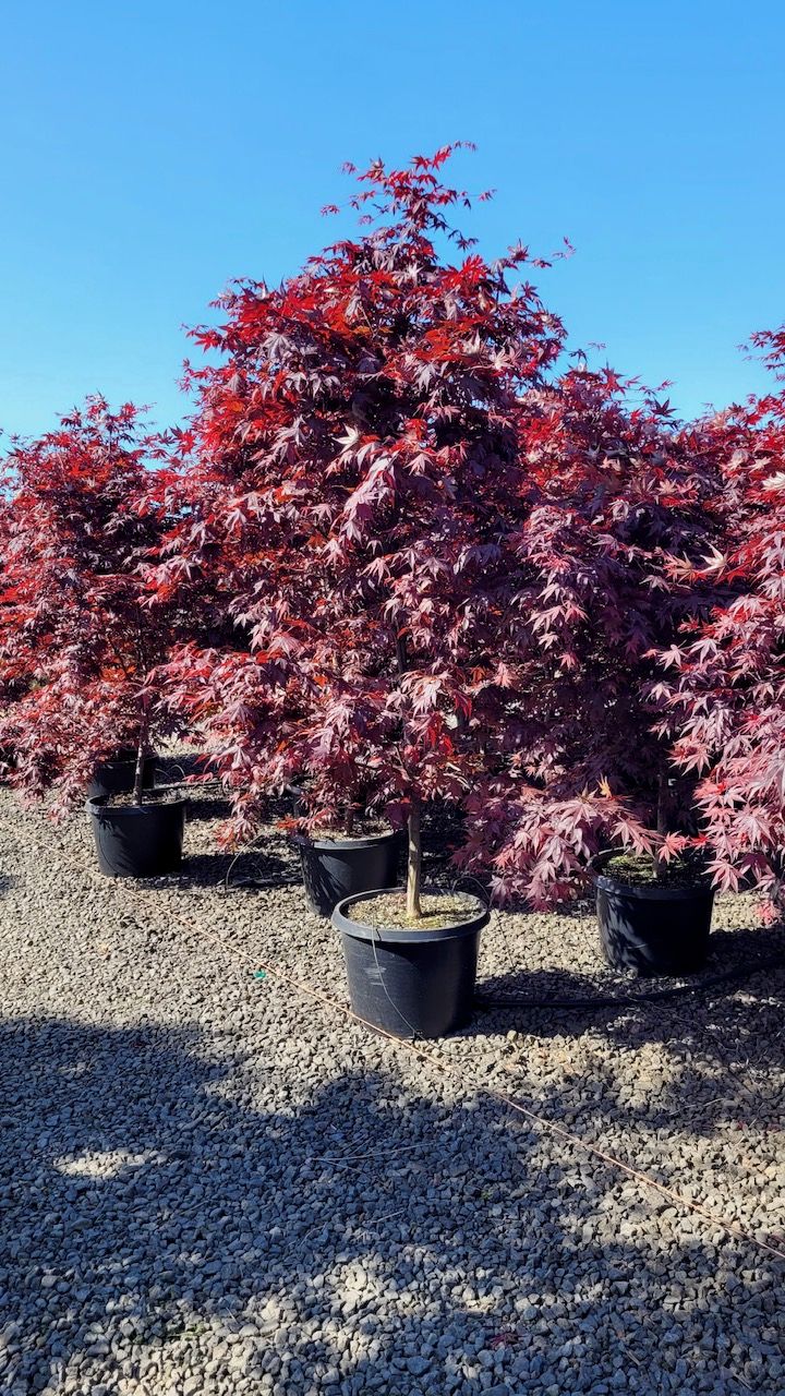 Japanese Maple - Bloodgood