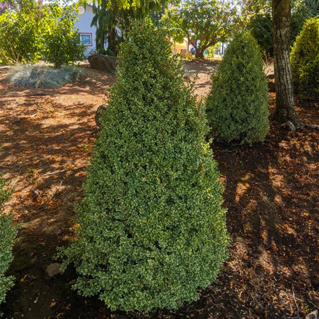 Boxwood - Common (Cone)