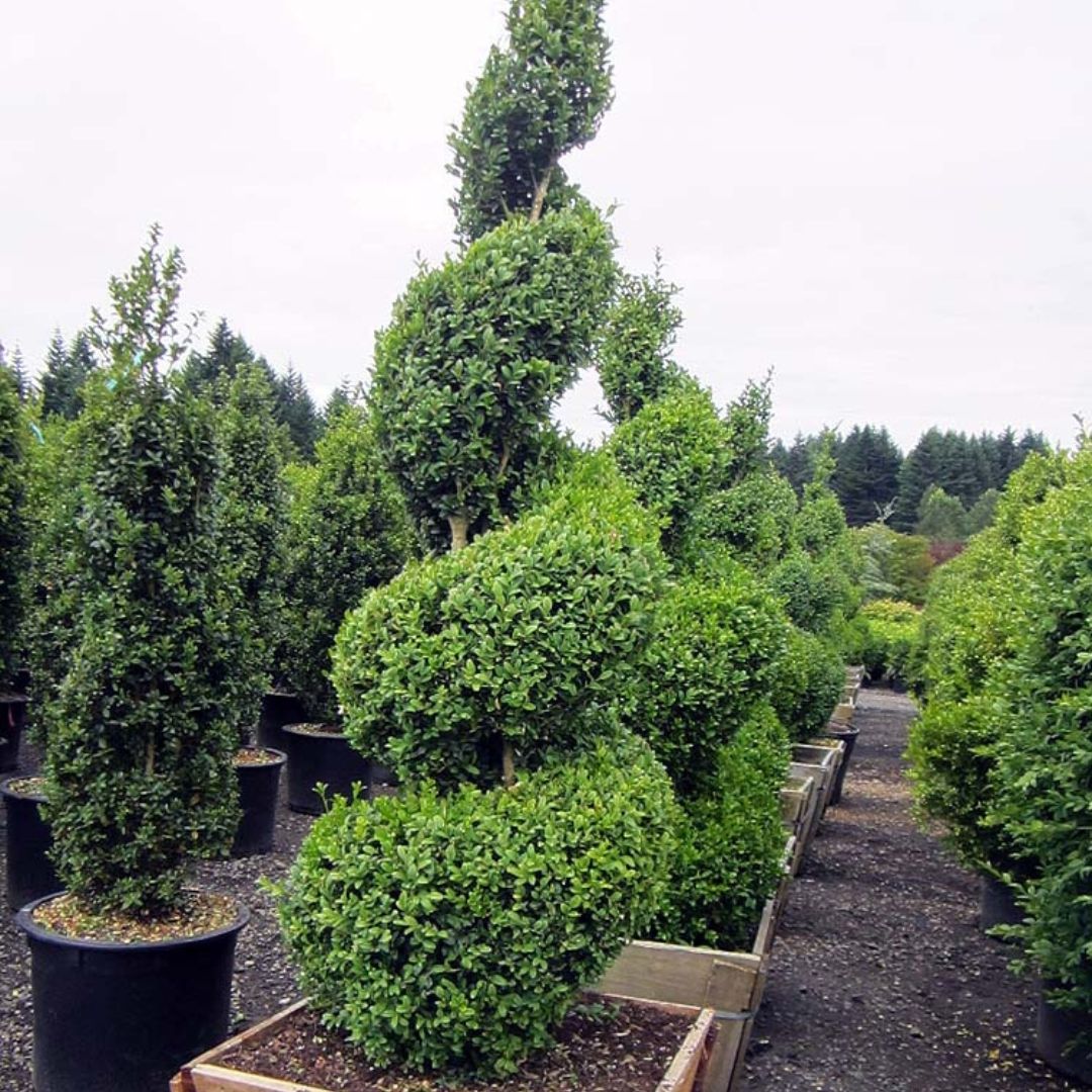 Boxwood - Common (Spiral)