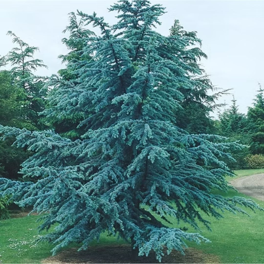 Cedar - Horstmann
