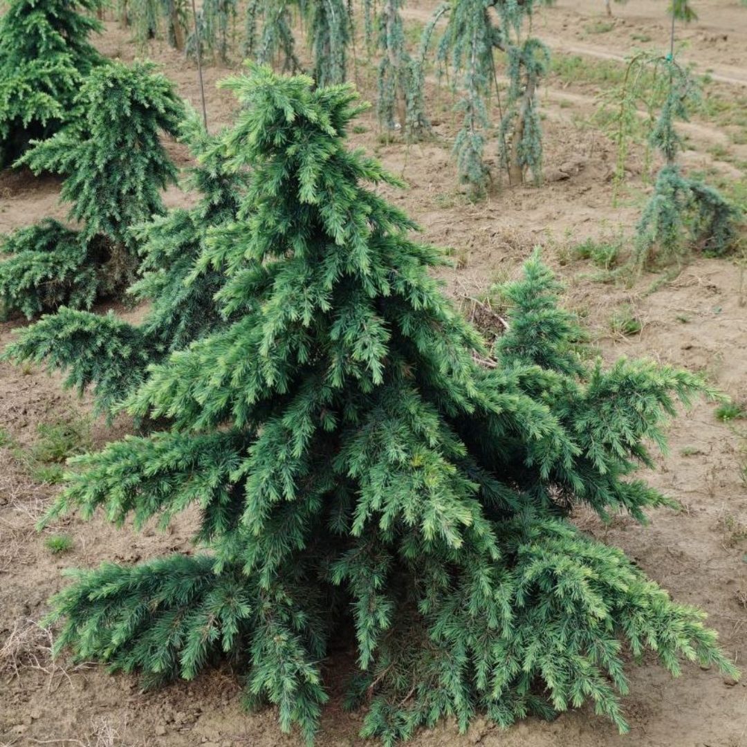 Cedar - Deodara