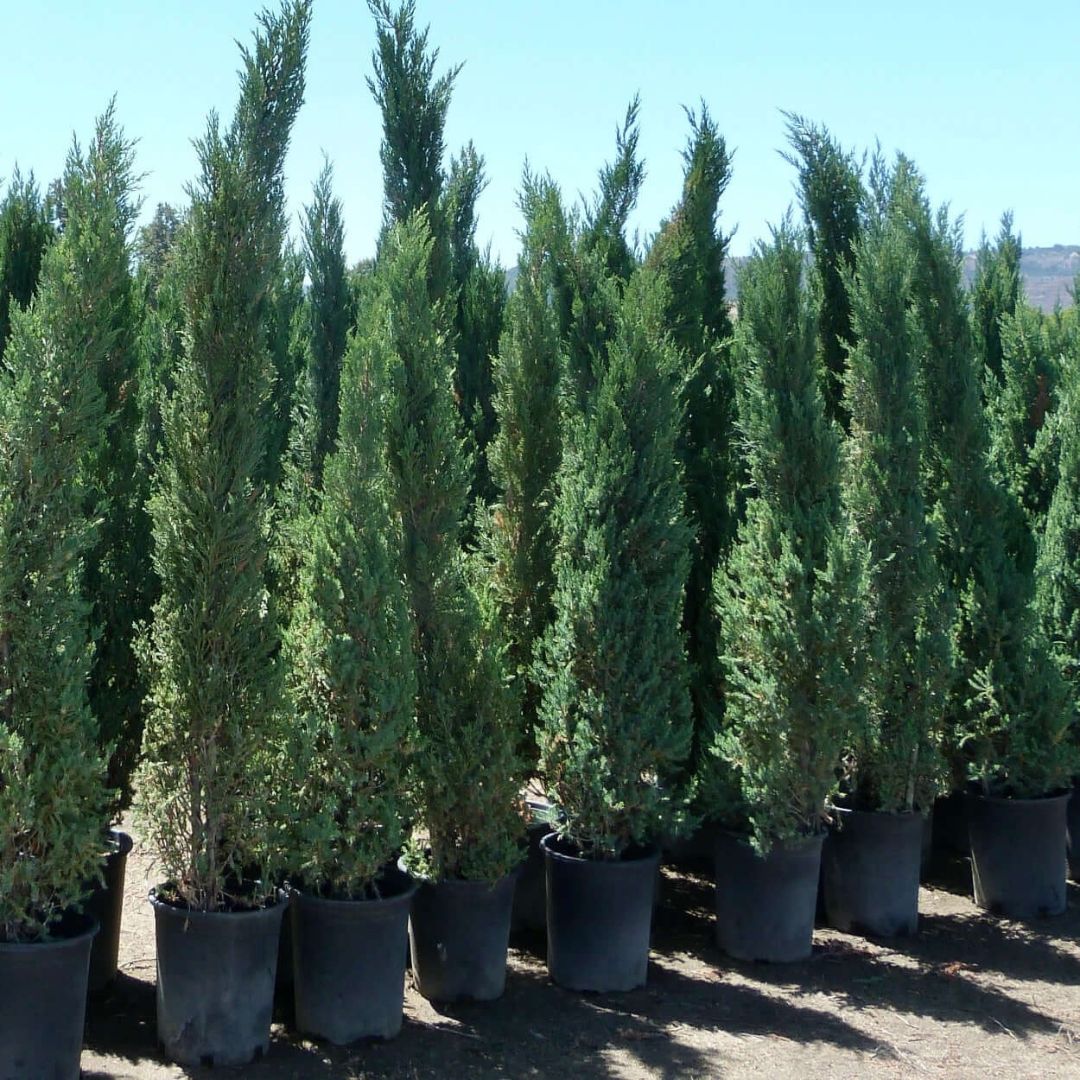 Juniper - Blue Point
