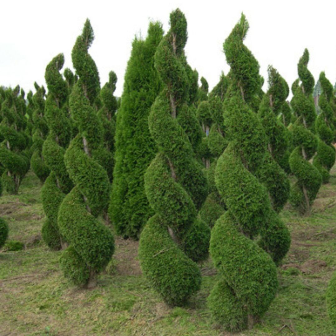 Arborvitae- Emerald Green (spiral)