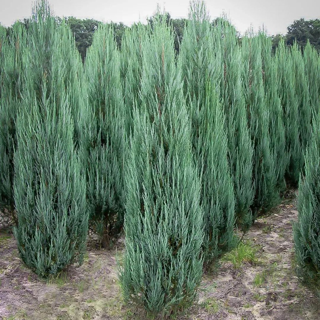 Juniper - Blue Arrow