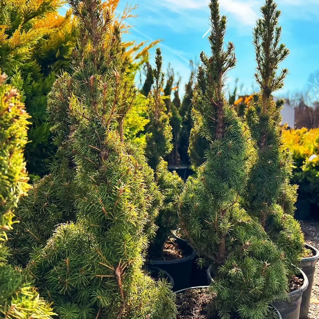 Spruce - Alberta (spiral)