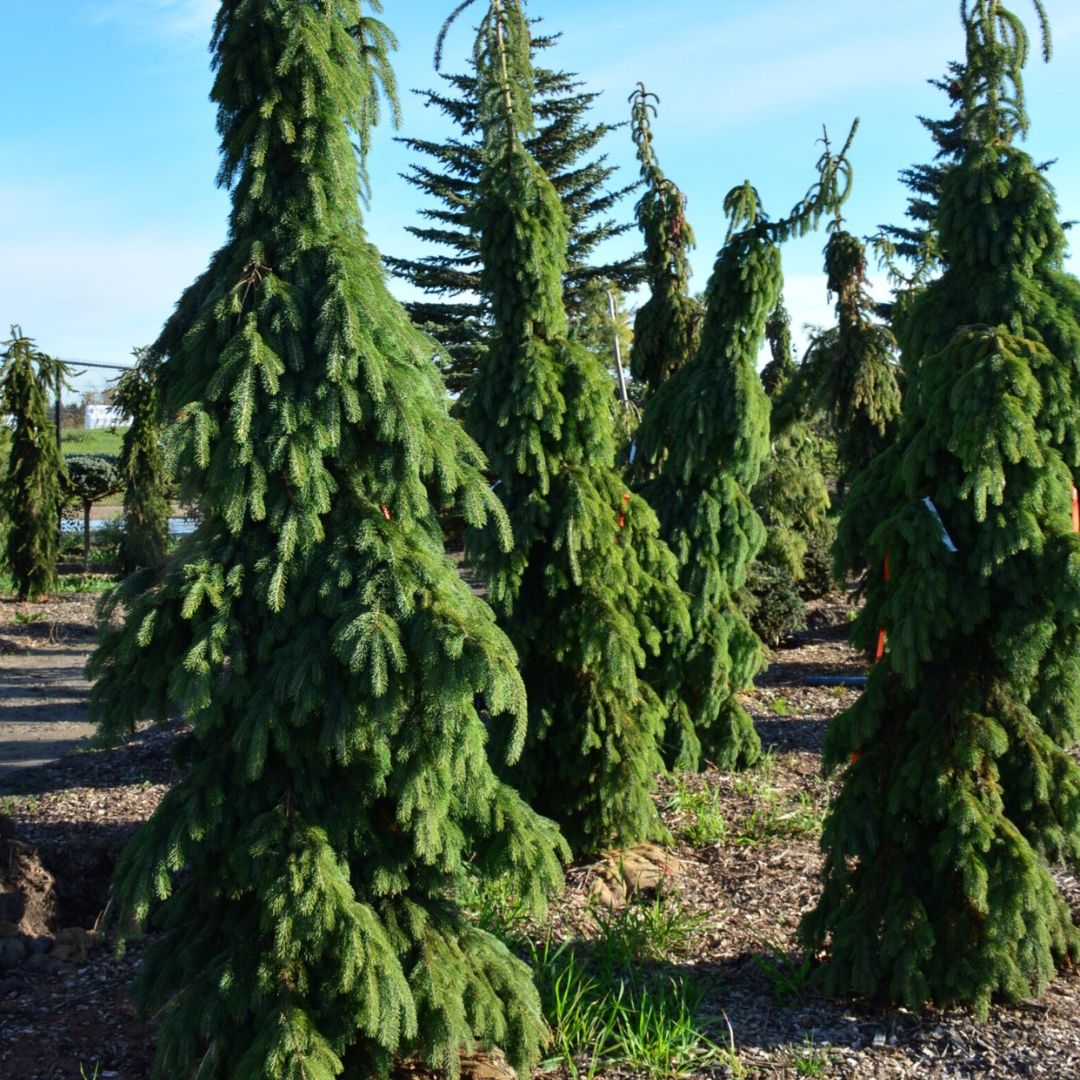 Spruce - Weeping White
