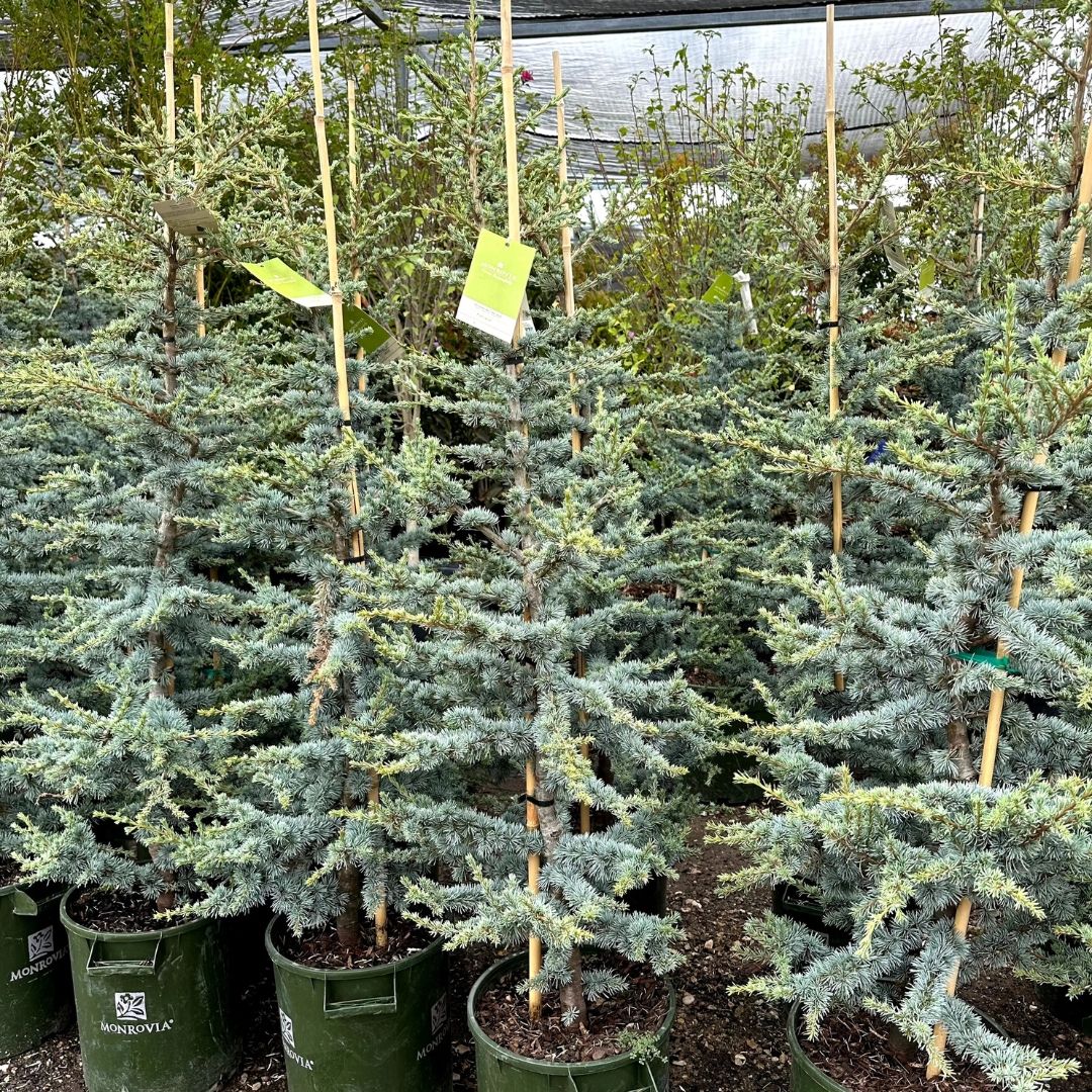 Cedar - Blue Atlas