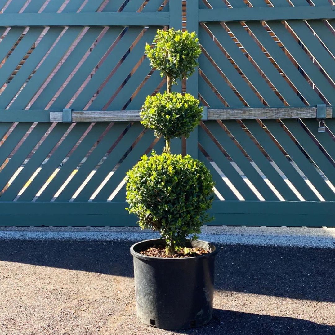 Boxwood - Green Mountain (Three Vertical Balls)