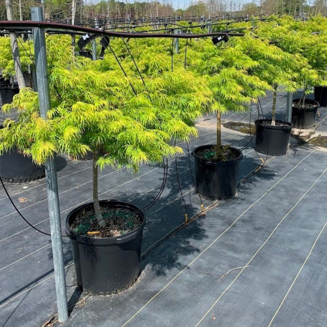 Japanese Maple - Virdis (Dwarf)