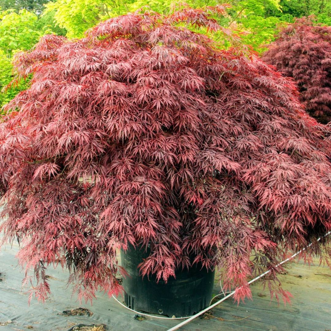 Japanese Maple - Red Dragon (Dwarf)
