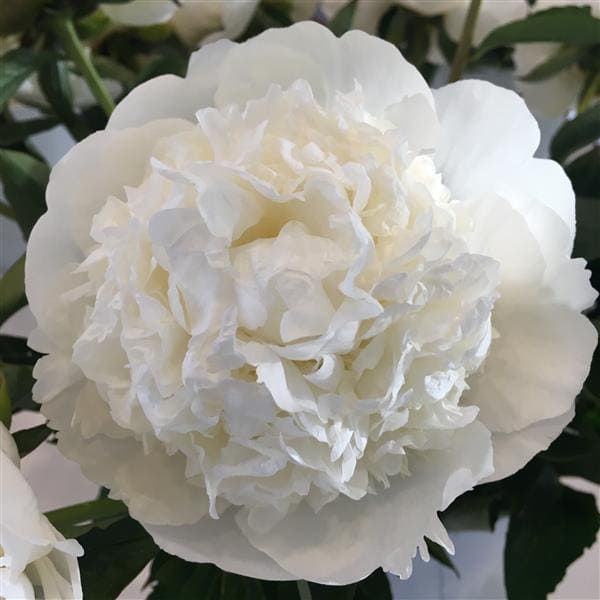 Peony Bridal Gown 3-5 Eye Tuber