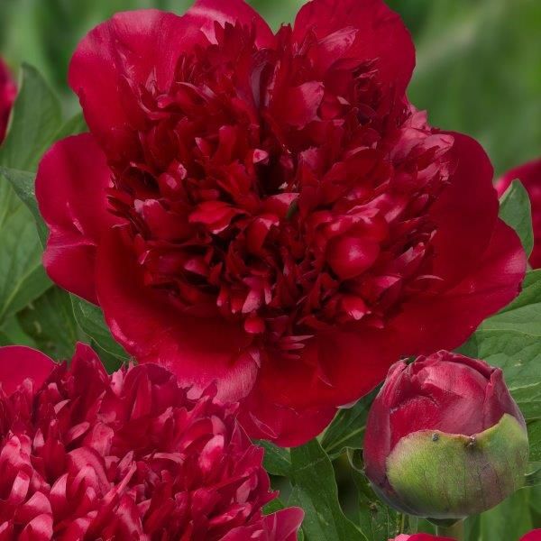 Peony Christmas Velvet 3-5 Eye Tuber