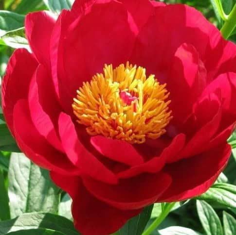Peony Ellen Cowley 3-5 Eye Tuber