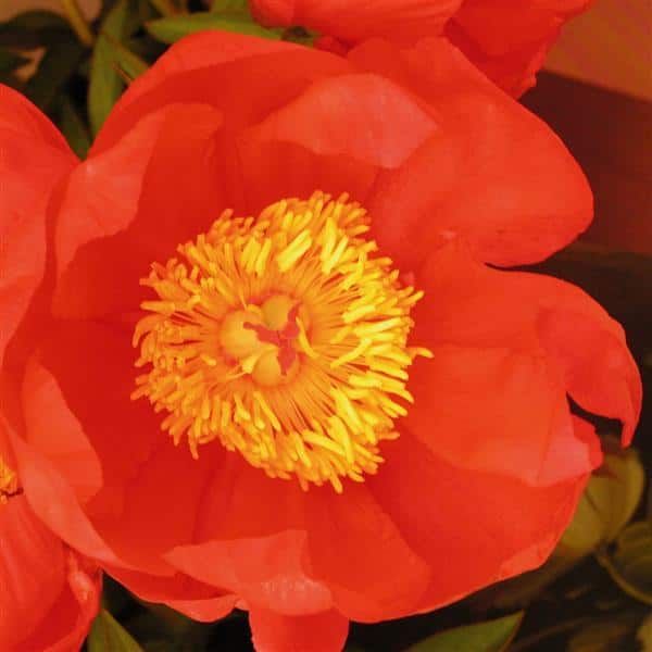Peony Flame 3-5 Eye Tuber