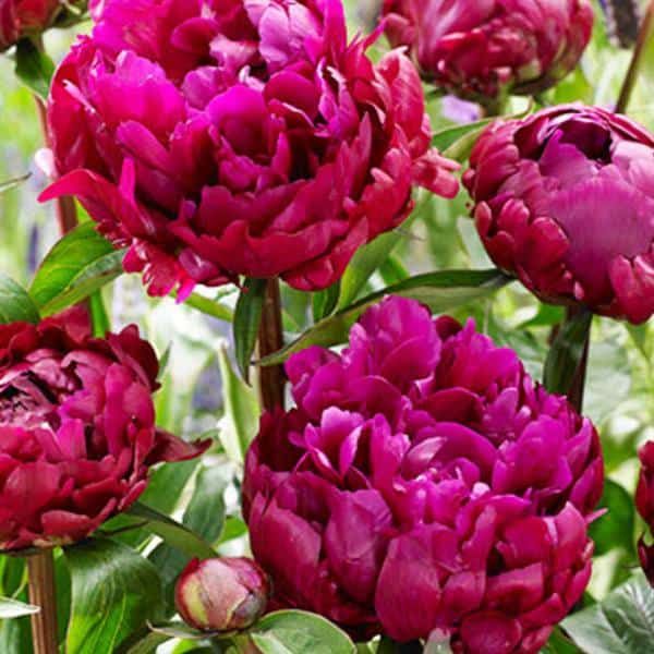 Peony Peter Brand 3-5 Eye Tuber