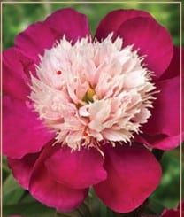 Peony White Cap 3-5 Eye Tuber