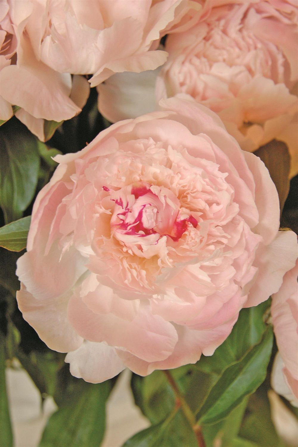 Peony Alerte 3-5 Eye Tuber