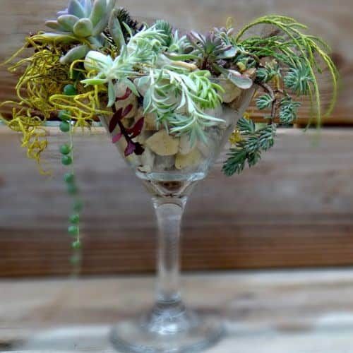 Martini Monday - Succulent Garden, Succulent Martini: January 19, 4-5pm