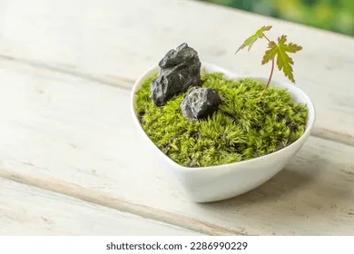 Martini Monday - Zen Garden, Lemon Drop Martini: January 26, 4-5pm Martini Monday - Zen Garden, Lemon Drop Martini: January 26, 4-5pm