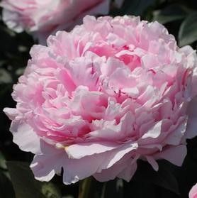 Peony Sarah Bernhardt 3-5 Eye Tuber