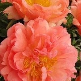 Peony Coral Sunset 3-5 Eye Tuber