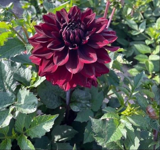 Dahlia Patio GoGo Black Tuber Dahlia Patio GoGo Black Tuber