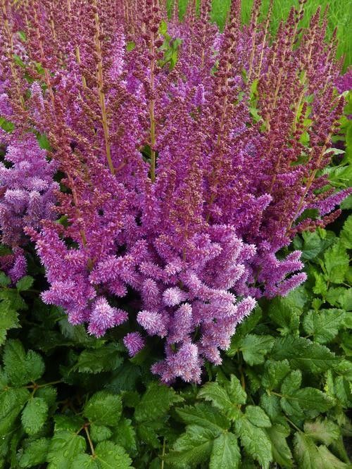 Astilbe chinensis 'Vision' Tuber